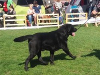 Labrador Retriever - Canisa CLAUSWEB