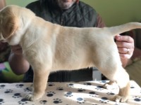 Labrador Retriever - Canisa CLAUSWEB