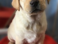 Labrador Retriever - Canisa CLAUSWEB