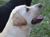 Labrador Retriever - Canisa CLAUSWEB