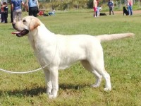 Labrador Retriever - Canisa CLAUSWEB