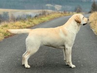 Labrador Retriever - Canisa CLAUSWEB