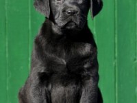Labrador Retriever - Canisa CLAUSWEB