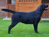 Labrador Retriever - Canisa CLAUSWEB