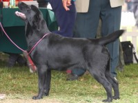 Labrador Retriever - Canisa CLAUSWEB