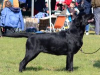 Labrador Retriever - Canisa CLAUSWEB