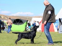 Labrador Retriever - Canisa CLAUSWEB