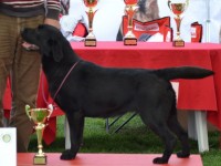 Labrador Retriever - Canisa CLAUSWEB