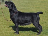 Labrador Retriever - Canisa CLAUSWEB