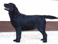 Labrador Retriever - Canisa CLAUSWEB