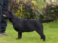 Labrador Retriever - Canisa CLAUSWEB
