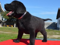 Labrador Retriever Kennel - CLAUSWEB