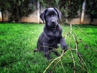 Labrador Retriever Kennel - CLAUSWEB
