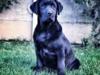 Labrador Retriever Kennel - CLAUSWEB