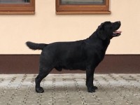 Labrador Retriever Kennel - CLAUSWEB