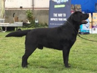 Labrador Retriever Kennel - CLAUSWEB