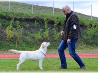 Labrador Retriever - Canisa CLAUSWEB