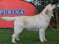 Labrador Retriever - Canisa CLAUSWEB