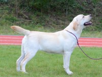 Labrador Retriever - Canisa CLAUSWEB