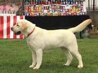 Labrador Retriever - Canisa CLAUSWEB
