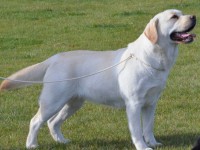 Labrador Retriever - Canisa CLAUSWEB