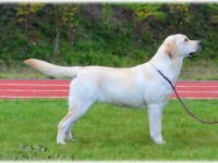 Labrador Retriever - Canisa CLAUSWEB