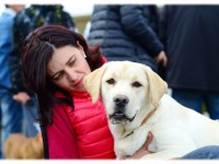 Labrador Retriever - Canisa CLAUSWEB