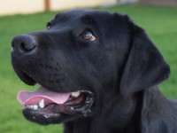 Labrador Retriever Kennel - CLAUSWEB