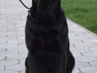 Labrador Retriever Kennel - CLAUSWEB