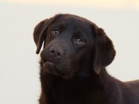 Labrador Retriever - Canisa CLAUSWEB