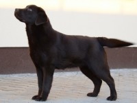 Labrador Retriever - Canisa CLAUSWEB