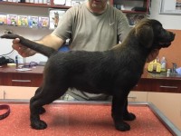 Labrador Retriever - Canisa CLAUSWEB