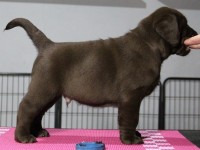 Labrador Retriever - Canisa CLAUSWEB