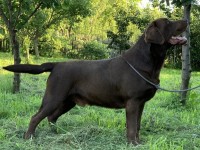 Labrador Retriever - Canisa CLAUSWEB