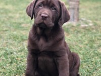 Labrador Retriever - Canisa CLAUSWEB