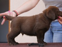 Labrador Retriever - Canisa CLAUSWEB