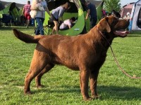 Labrador Retriever - Canisa CLAUSWEB