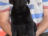 Labrador Retriever - Canisa CLAUSWEB
