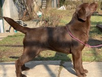 Labrador Retriever - Canisa CLAUSWEB