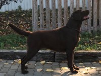 Labrador Retriever - Canisa CLAUSWEB