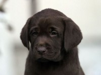 Labrador Retriever - Canisa CLAUSWEB