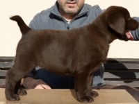 Labrador Retriever - Canisa CLAUSWEB