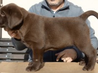 Labrador Retriever - Canisa CLAUSWEB
