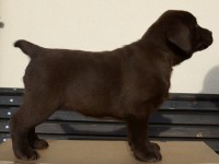 Labrador Retriever - Canisa CLAUSWEB