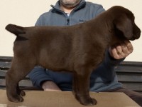 Labrador Retriever - Canisa CLAUSWEB