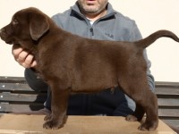 Labrador Retriever - Canisa CLAUSWEB