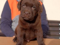 Labrador Retriever - Canisa CLAUSWEB